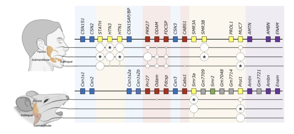 Saliva protein genes in humans were shaped during primate evolution