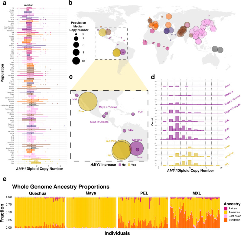Figure from Scheer et al. 2026 on amylase gene copy number in Indigenous Andeans