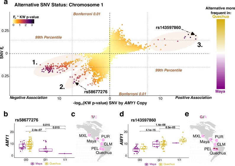 Rapid adaptive increase of amylase gene copy number in Indigenous Andeans