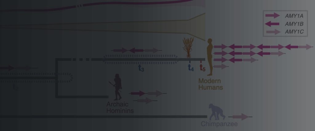 Figure from the lab’s reconstruction of the human amylase locus, showing AMY1 copy number across archaic hominins, modern humans and chimpanzees